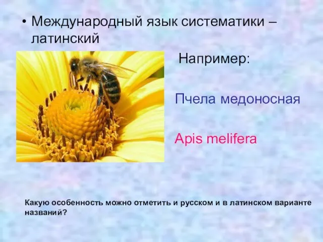 Международный язык систематики – латинский Например: Пчела медоносная Apis melifera Какую