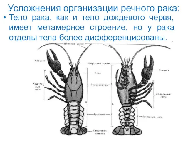 Усложнения организации речного рака: Тело рака, как и тело дождевого червя,