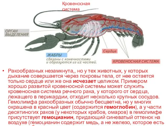 Ракообразных незамкнута,, но у тех животных, у которых дыхание совершается через