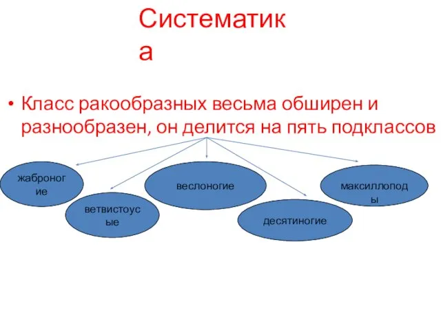 Класс ракообразных весьма обширен и разнообразен, он делится на пять подклассов