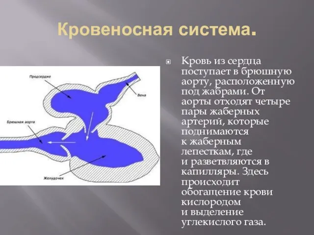 Кровеносная система. Кровь из сердца поступает в брюшную аорту, расположенную под