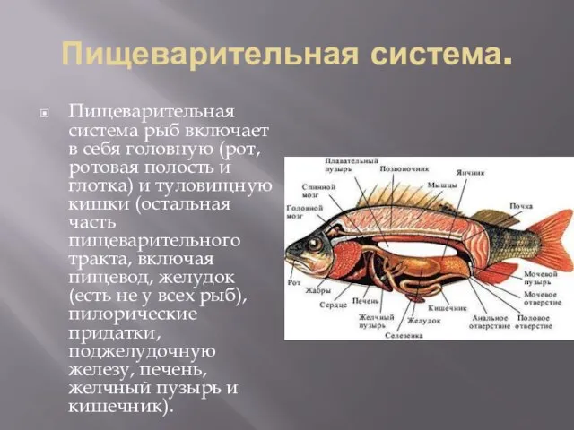 Пищеварительная система. Пищеварительная система рыб включает в себя головную (рот, ротовая