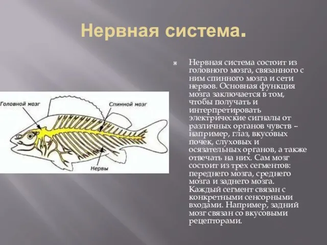 Нервная система. Нервная система состоит из головного мозга, связанного с ним