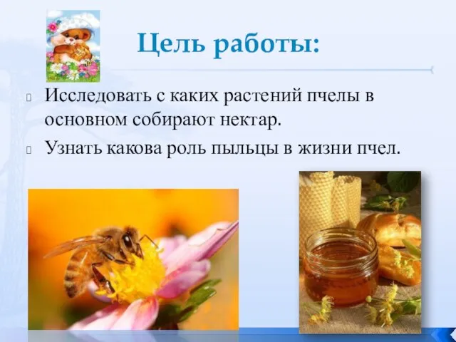 Цель работы: Исследовать с каких растений пчелы в основном собирают нектар.