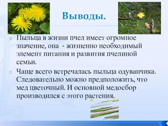 Выводы. Пыльца в жизни пчел имеет огромное значение, она - жизненно