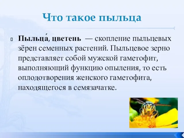 Что такое пыльца Пыльца́, цветень — скопление пыльцевых зёрен семенных растений.