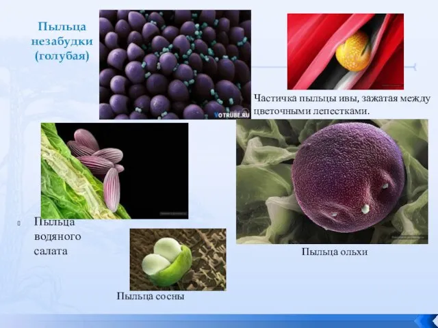 Пыльца незабудки (голубая) Пыльца водяного салата Частичка пыльцы ивы, зажатая между