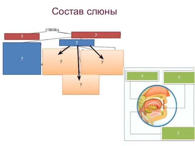 Состав слюны ? ? ? ? ? ? ? ? ? ?