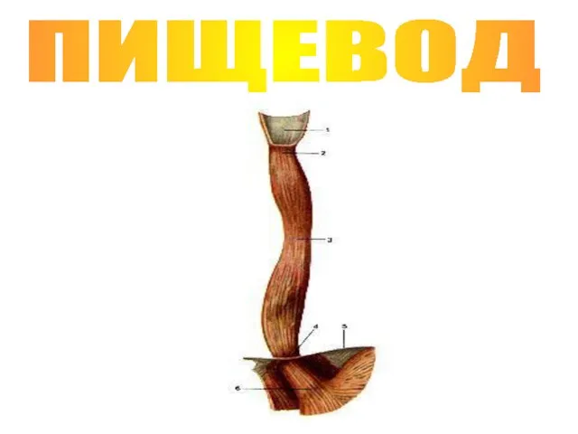 ПИЩЕВОД