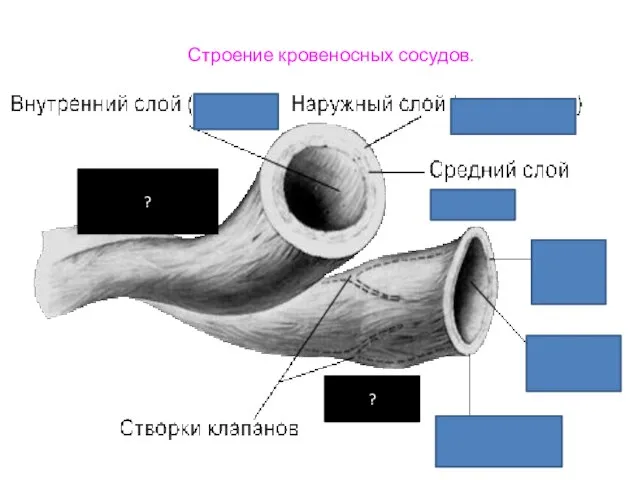 Строение кровеносных сосудов. ? ?