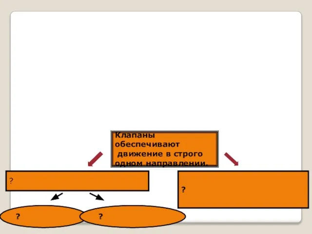 Клапаны обеспечивают движение в строго одном направлении. ? ? ? ?