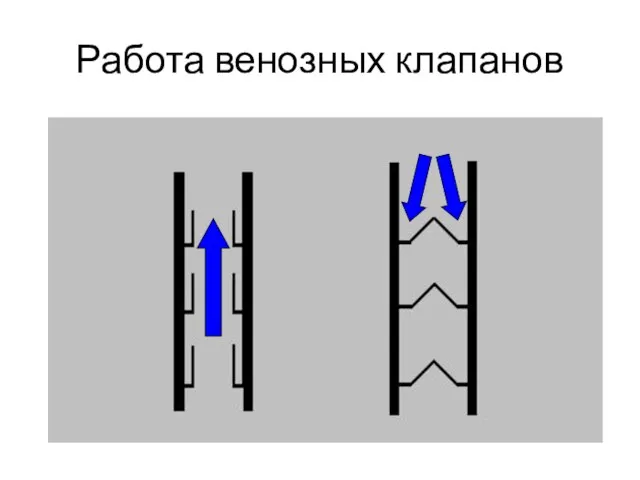 Работа венозных клапанов