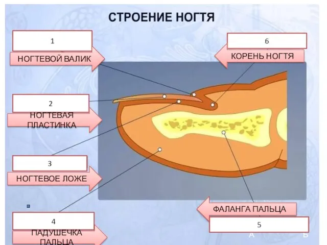 А Б 6 1 2 3 4 5 НОГТЕВОЙ ВАЛИК НОГТЕВАЯ