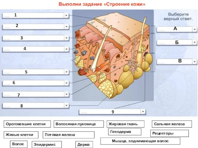 Ороговевшие клетки Живые клетки Волосяная луковица Жировая ткань Потовая железа Мышца,