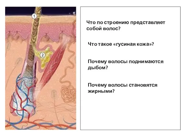 Что такое «гусиная кожа»? Почему волосы поднимаются дыбом? Почему волосы становятся