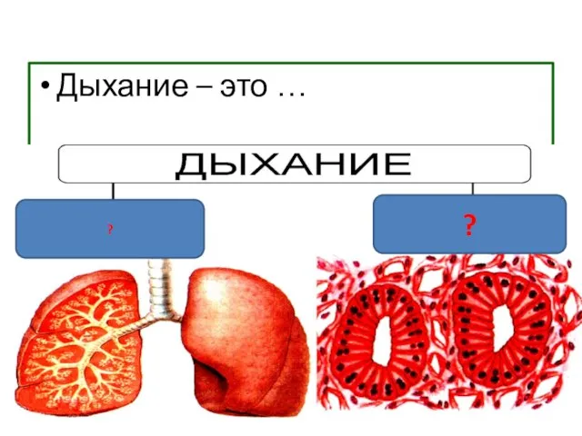 Дыхание – это … ? ?