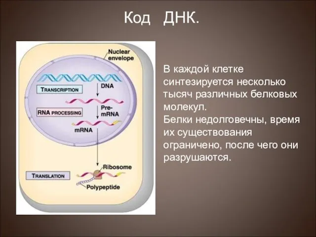 В каждой клетке синтезируется несколько тысяч различных белковых молекул. Белки недолговечны,