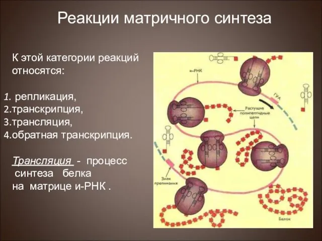 К этой категории реакций относятся: репликация, транскрипция, трансляция, обратная транскрипция. Трансляция