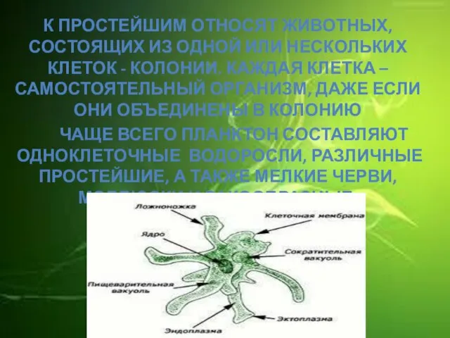 К простейшим относят животных, состоящих из одной или нескольких клеток -