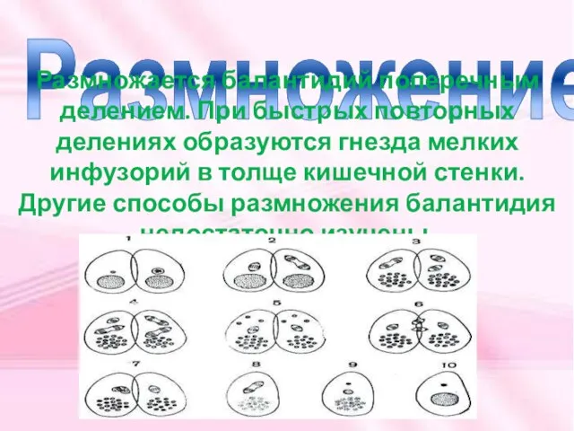 Размножение Размножается балантидий поперечным делением. При быстрых повторных делениях образуются гнезда