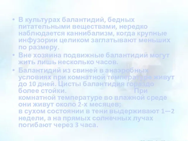 В культурах балантидий, бедных питательными веществами, нередко наблюдается каннибализм, когда крупные