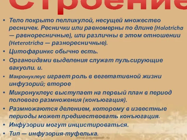 Строение: Тело покрыто пелликулой, несущей множество ресничек. Реснички или равномерны по