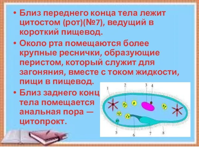 Близ переднего конца тела лежит цитостом (рот)(№7), ведущий в короткий пищевод.