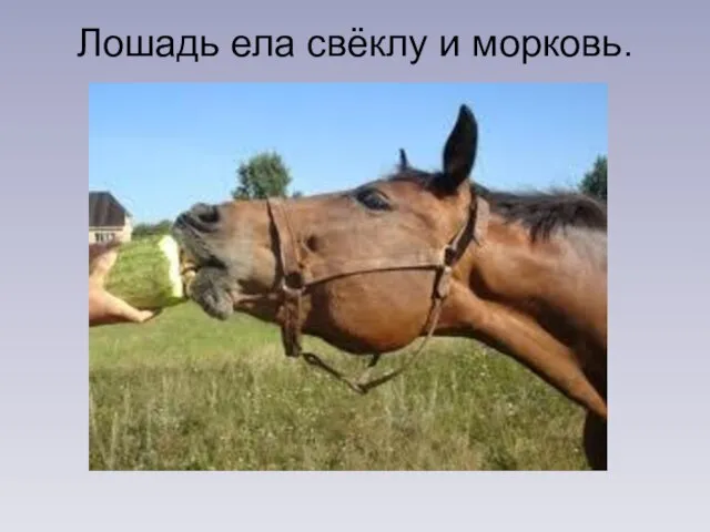 Лошадь ела свёклу и морковь.