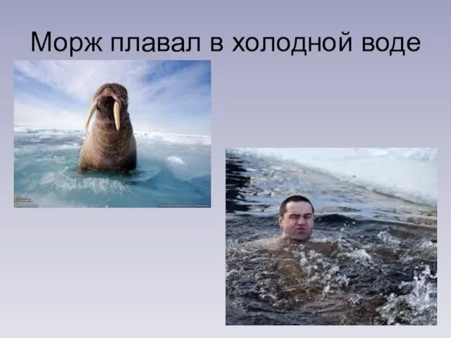 Морж плавал в холодной воде