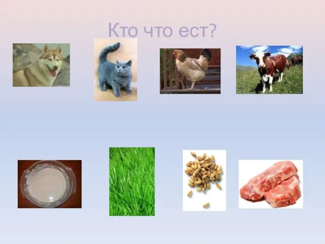 Кто что ест?