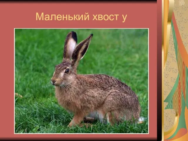 Маленький хвост у