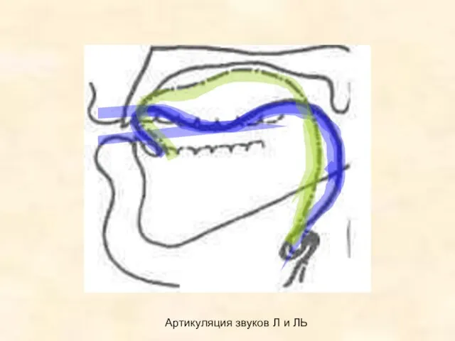 Артикуляция звуков Л и ЛЬ