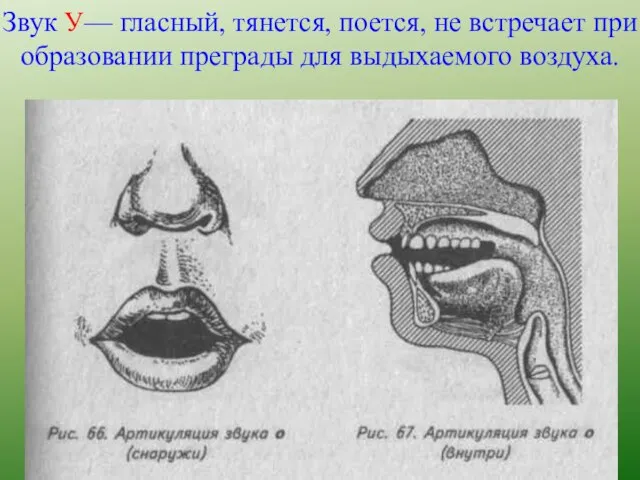 Звук У— гласный, тянется, поется, не встречает при образовании преграды для выдыхаемого воздуха.