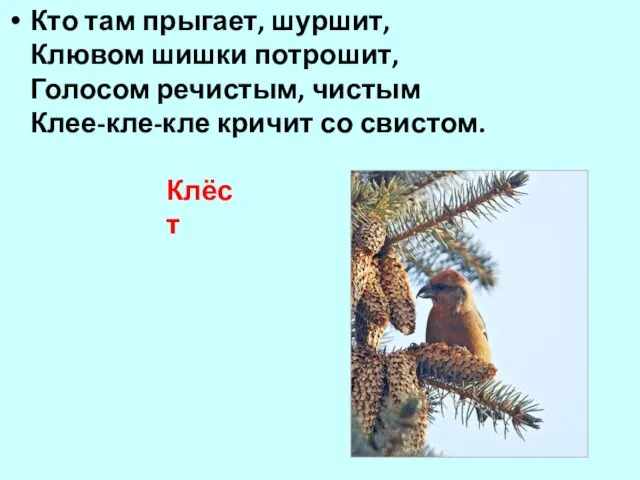 Кто там прыгает, шуршит, Клювом шишки потрошит, Голосом речистым, чистым Клее-кле-кле кричит со свистом. Клёст