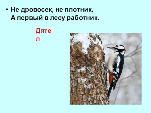 Не дровосек, не плотник, А первый в лесу работник. Дятел