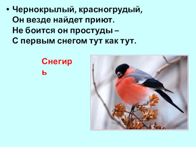 Чернокрылый, красногрудый, Он везде найдет приют. Не боится он простуды –