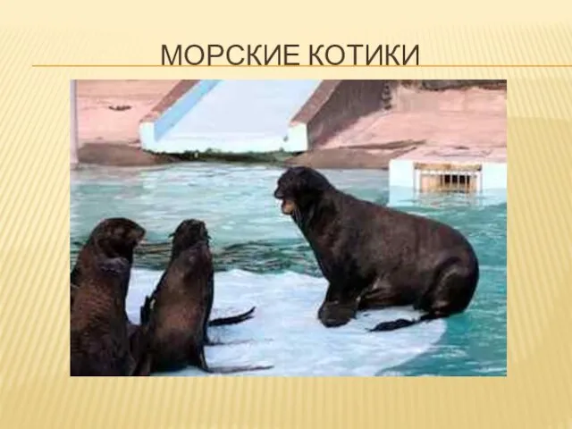 Морские котики