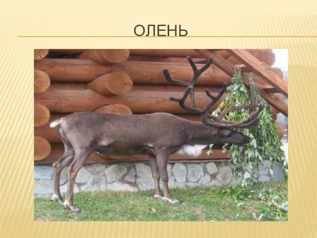 Олень