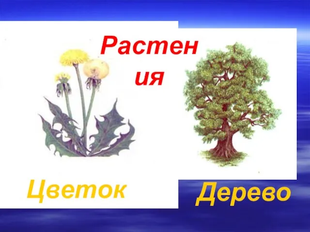 Растения Цветок Дерево