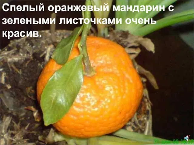 Спелый оранжевый мандарин с зелеными листочками очень красив.