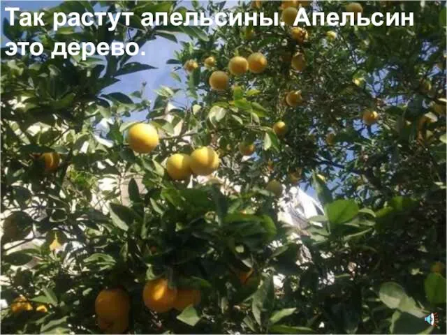 Так растут апельсины. Апельсин это дерево.