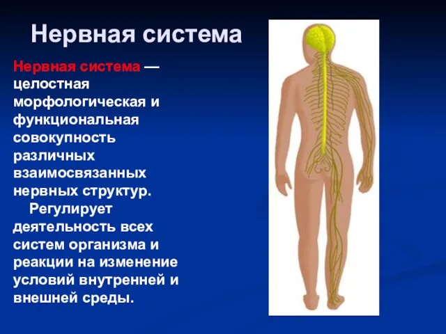 Нервная система Нервная система — целостная морфологическая и функциональная совокупность различных