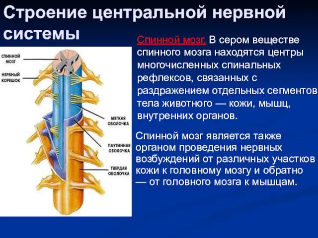 Строение центральной нервной системы Спинной мозг. В сером веществе спинного мозга