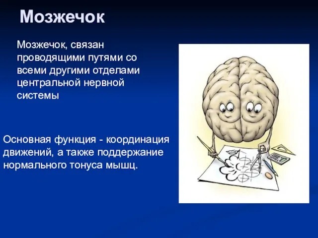 Мозжечок Мозжечок, связан проводящими путями со всеми другими отделами центральной нервной