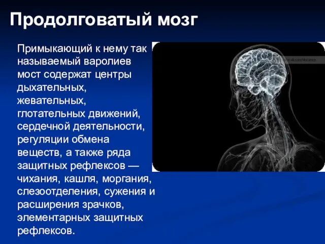 Продолговатый мозг Примыкающий к нему так называемый варолиев мост содержат центры