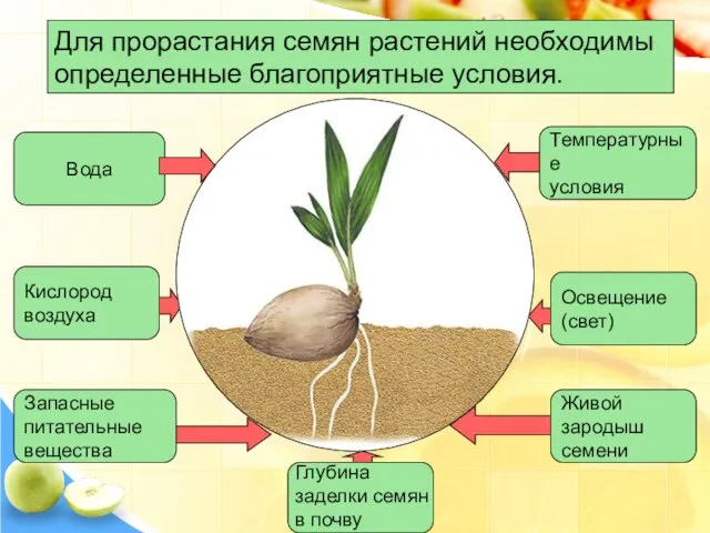 Для прорастания семян растений необходимы определенные благоприятные условия. Вода Запасные питательные