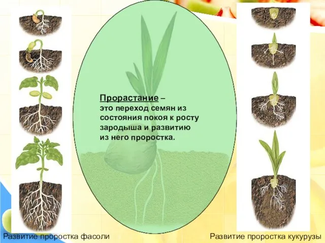 Развитие проростка фасоли Развитие проростка кукурузы Прорастание – это переход семян