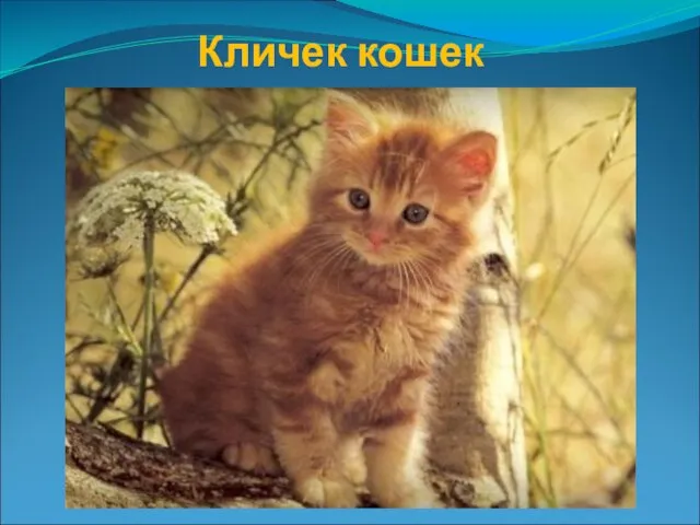 Кличек кошек