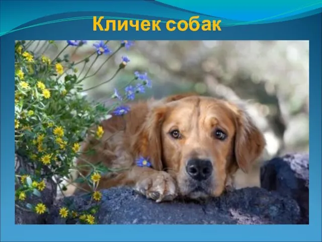 Кличек собак