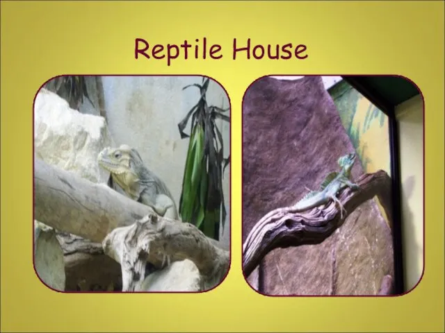 Reptile House